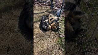 The pigs are sun bathing today☀️ #kunekune #farmlife #sunny #spring #fy #fyp #smallfarm