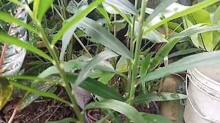 Ginger Tree Planted In Pot