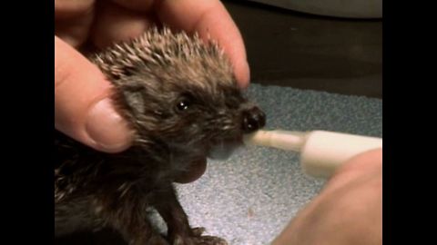 Saving Baby Hedgehogs