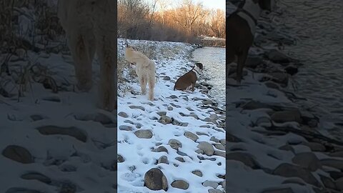 #dog #fun #boiseriver #idaho #dream #on