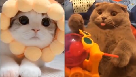 Cute And Funny Pets Try Not To Laugh To These Pets Compilation - Cutest Lands