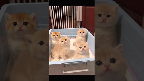 cute cats#yshorts #funniestvideo