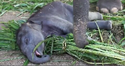 Baby elephant sleeping on food