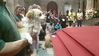 SOUTH AFRICA - Cape Town - Blessing of the Animals service at St George's Cathedral (Video) (emf)