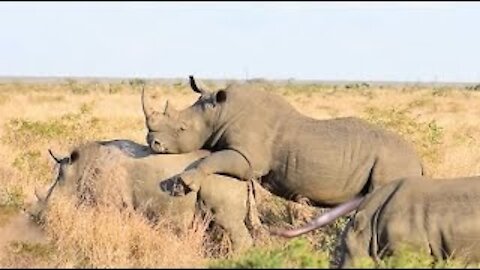 Wellcome The Biggest Rhinoceranto de animais Di savage Animals wild