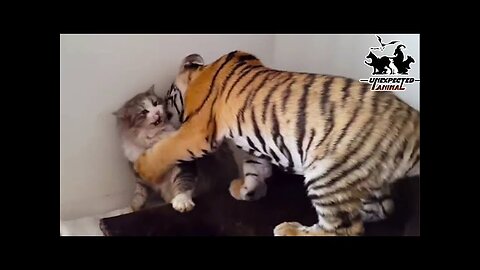 Mother Cat Adopted A Tiger Cub,Years Later This Happened…