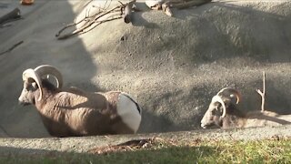 Buffalo Zoo asks for donations
