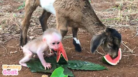 Baby monkey and goat scramble watermelon