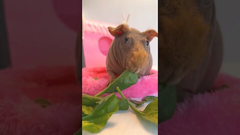 Pinky the Skinny Pig 🌸 #skinnypig #guineapigs #cutepets #pink