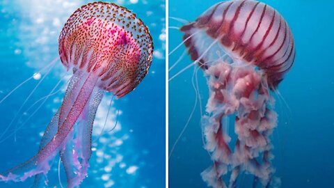 Amazing pink jellyfish video#short
