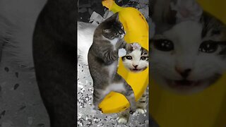 Banana Cat Vs Boxing Cat! 😺😹