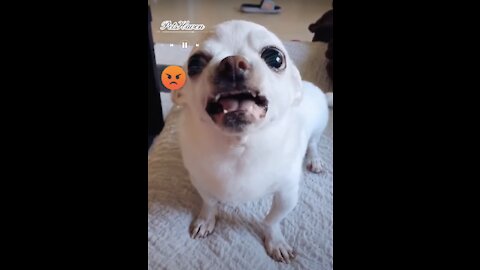 Angry Dogs Compilation Videos | Keep Cool 🐶