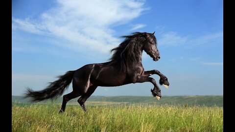 Horses in nature / The beauty of horses
