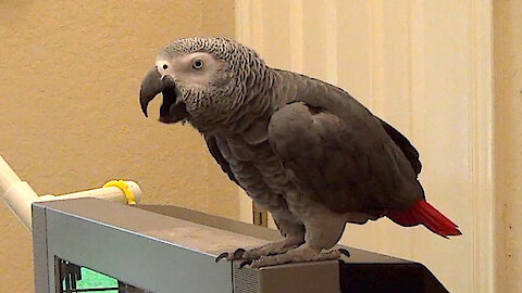 Talking parrot and his owner have a humorous bathroom conversation