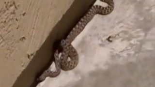 SNAKE SPOTTED! Huge creature slithers by front door in Prescott Valley - ABC15 Digital