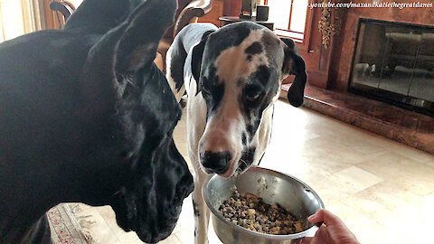 Funny Great Dane Doesn't Want to Be Rushed To Finish His Breakfast
