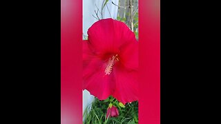 Hibiscus Flower Has Surprising Benefits