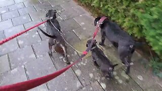 Patterdale Terriers and rain: smooth coat demonstrated. Working dogs hunting breeds