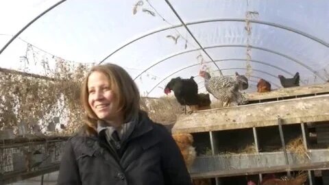 Winterizing Chicken & Rabbits In Greenhouse | Joel Salatin | Polyface Farm