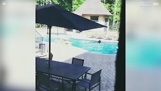 Un orso invade la piscina di casa