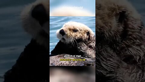 Cutest Marine Animal | The Sea Otter