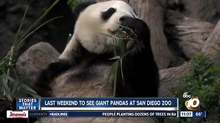 Last chance to see San Diego Zoo pandas