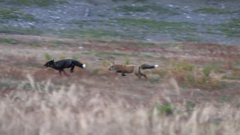 Wild Foxes Have So Much Fun Chasing Each Other Throughout The Field