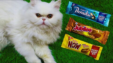 Satisfying Relaxing Chocolate - Unboxing Candyland Now With Paradise - Yummy Sweets Cutting ASMR