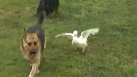 Dog and duck friends exhibit aggressive playtime