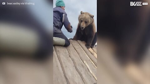 Cet homme tente en vain de brosser son ours agité