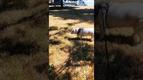 Afternoon playtime! #dog #cutepuppy #truckdogsimi #sweetpuppy