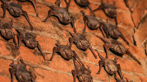 Woman In India Lives With 500 Bats