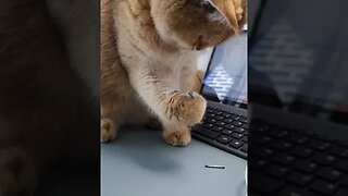 CAT VIDEO