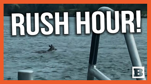 Rush Hour! Deer Swims Across Massachusetts' Cape Cod Canal