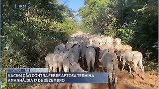 Minas Gerais: Vacinação contra Febre Aftosa termina Amanhã, dia 17 de Dezembro.