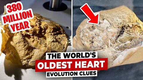 Oldest Heart Found in Prehistoric Fish