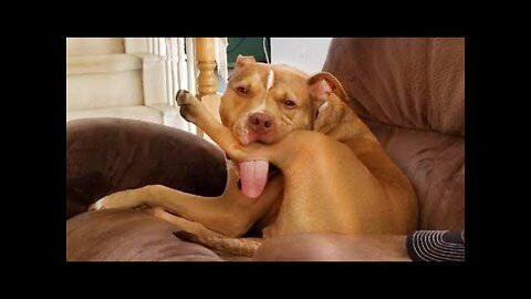 Cute dog and cat animal video - MUST SEE
