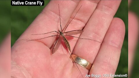 Those aren't mosquitoes, they're crane flies
