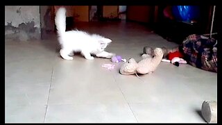 Cat Fun With Doll And Bear