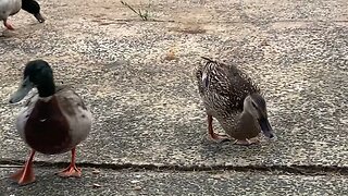 Wild ducks visit