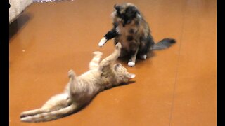 Training cat fight