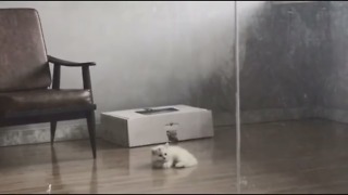 Cute Cats Playing With Ball!!