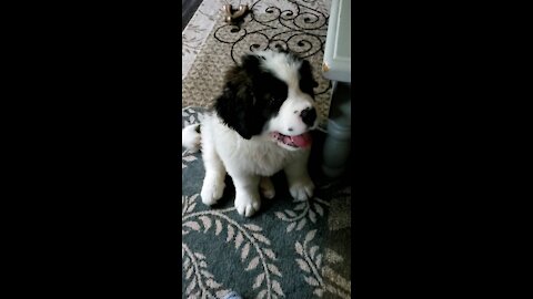 St.bernard puppy play