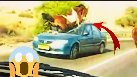 Car vs Animal Compilation _ Animals Hit By Cars