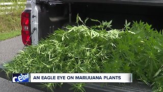 Wayne County flyovers target illegal marijuana plants