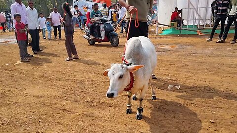 Biological Breeds / Small / Cattle / India. Punganur cow