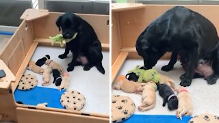 Lab Mommy Shares Favorite Toy With Her Puppies