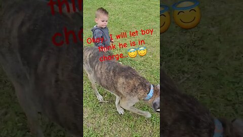 Dog walks boy #shortsvideo #tips #socialmedia #nature #dogs #social #hunting @TalkwithSally