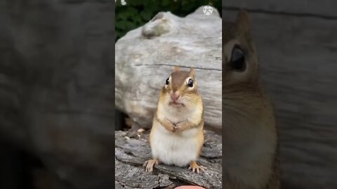 Squirrel funny video || squirrel viral video #longvidio #short #amazing