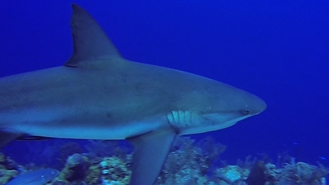 Divers dangerously encircled by aggressive sharks